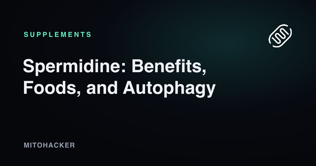 Spermidine-rich foods supporting autophagy and mitochondrial health