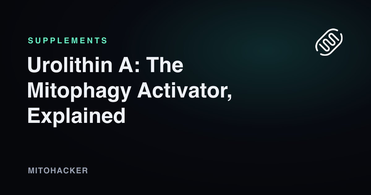 Urolithin A mitophagy activator illustration